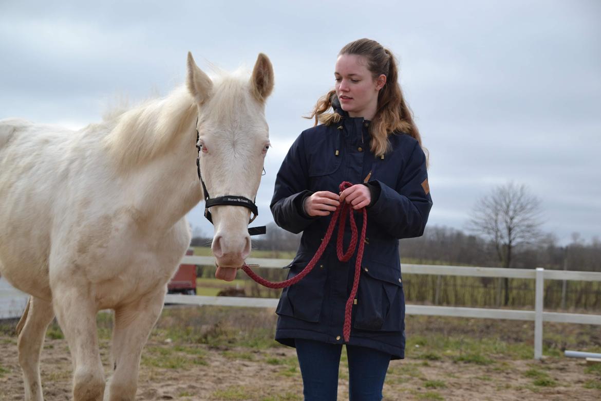 Anden særlig race Quiron Don Primero billede 4