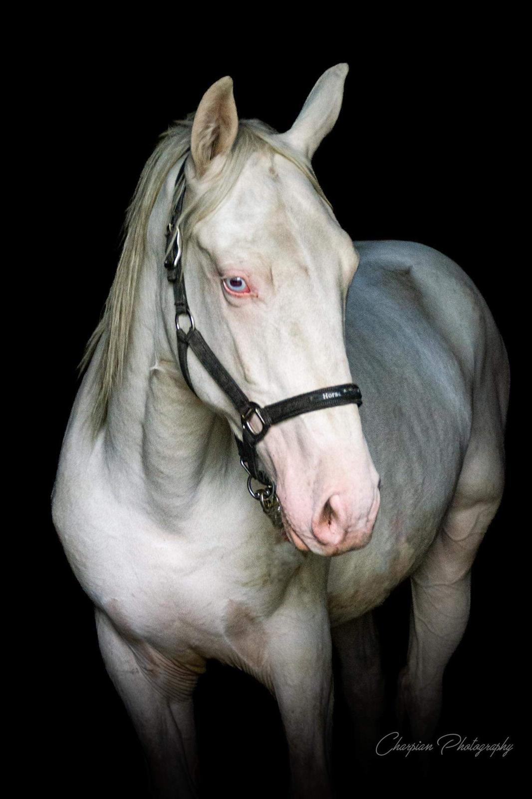 Anden særlig race Quiron Don Primero billede 6