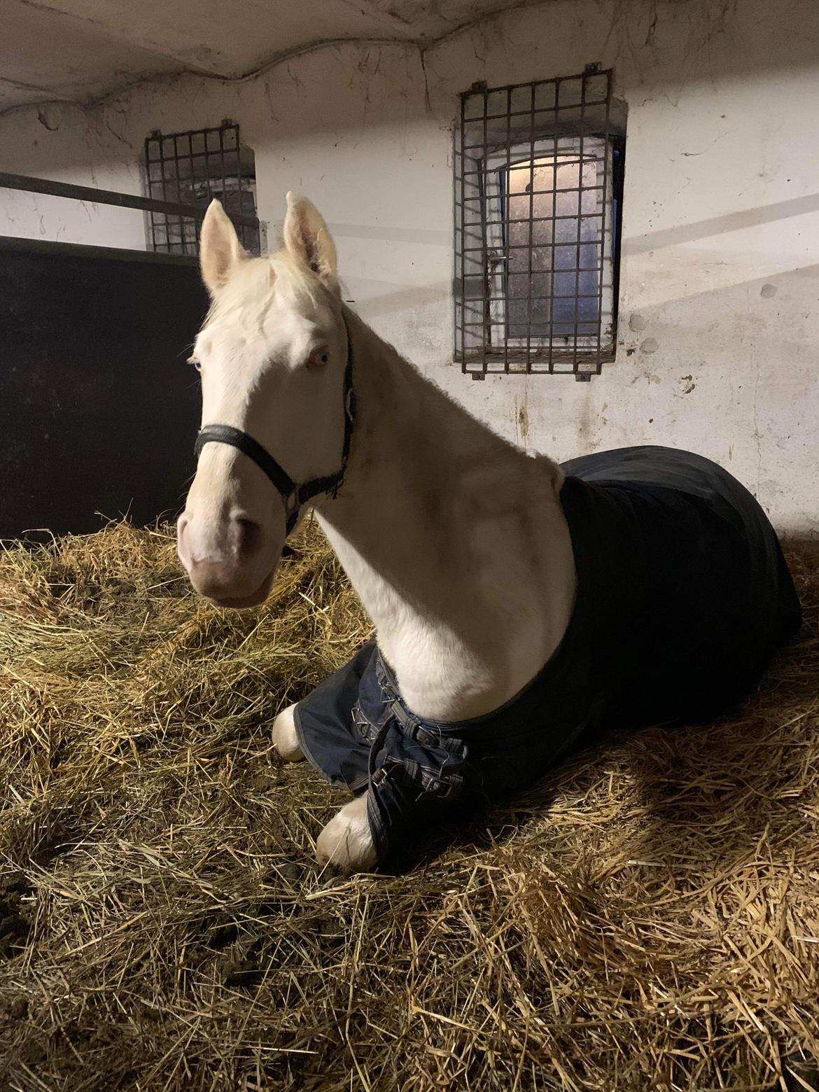 Anden særlig race Quiron Don Primero billede 9