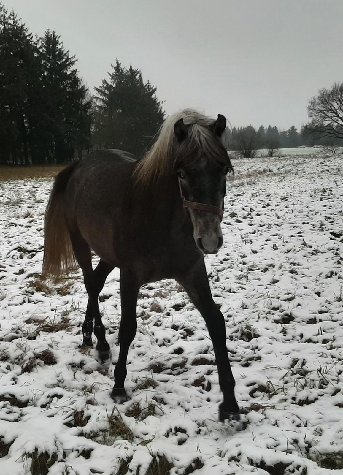 Shagya Araber (SH) Østergaards Amir D'Luxe  billede 10