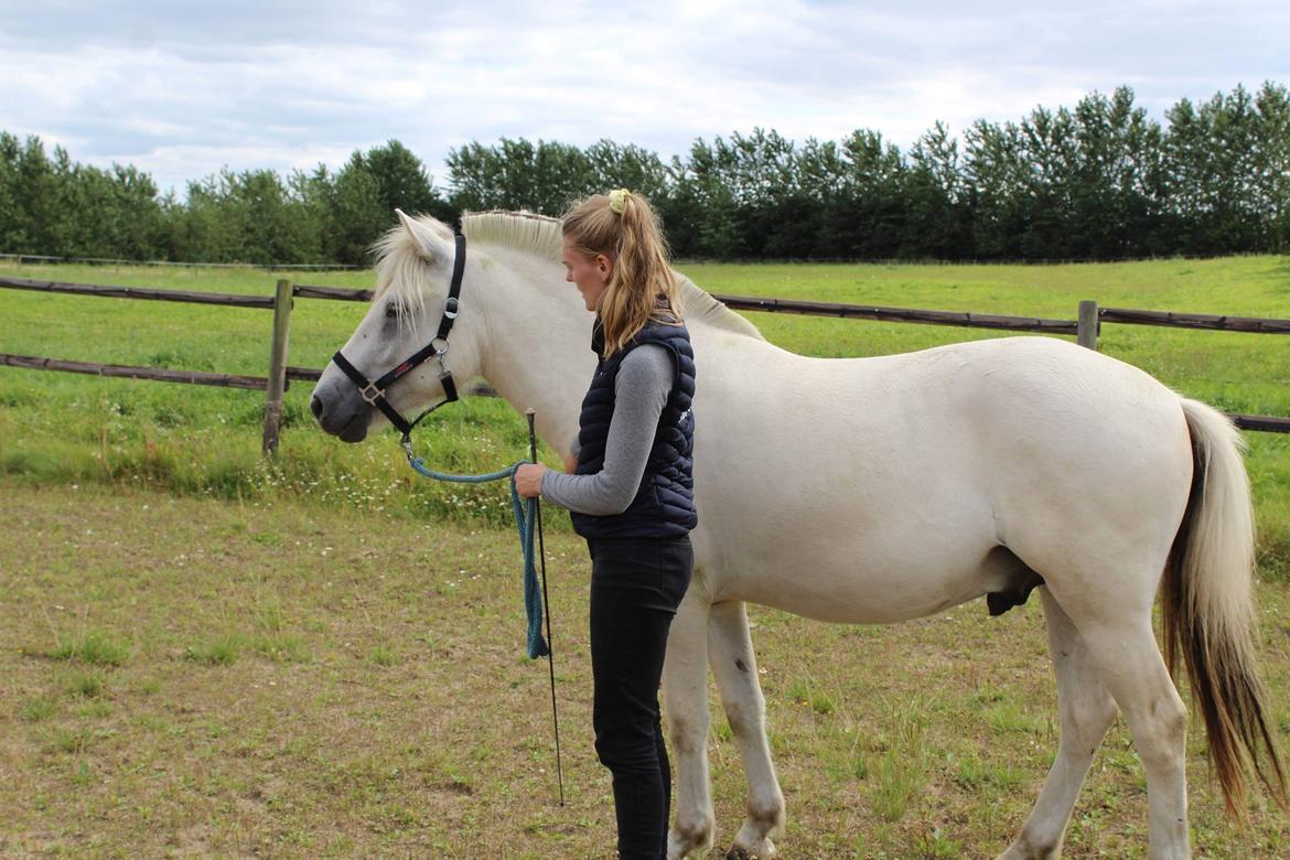 Fjordhest Søndermarkens Frey - Velkommen til Freys profil. Billedet er fra få dage efter han kom hjem, 2021. billede 1