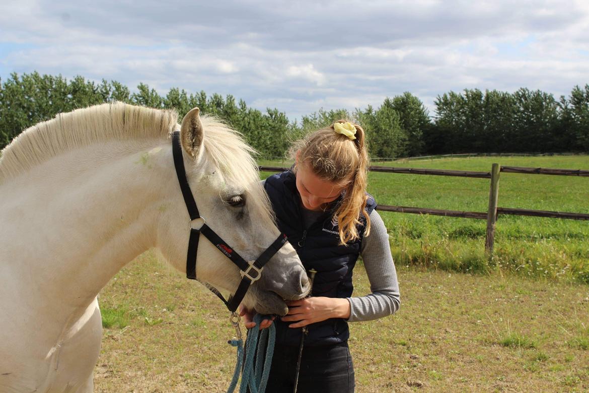 Fjordhest Søndermarkens Frey - Sommeren 2021 billede 2