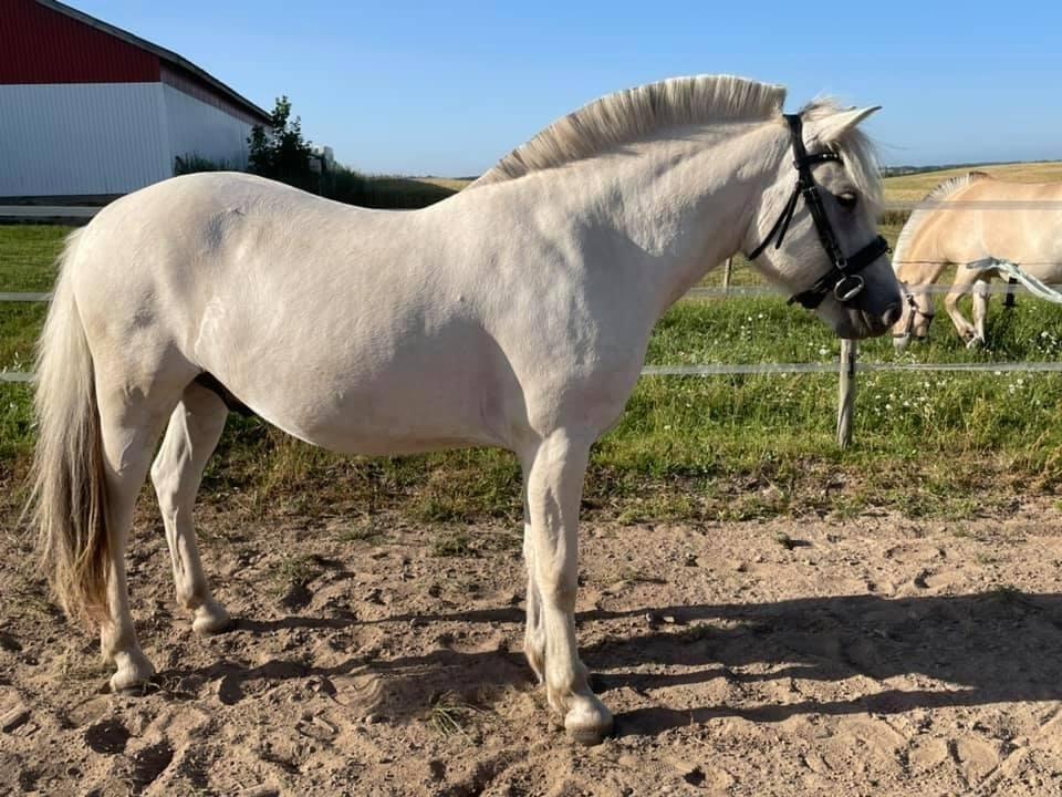 Fjordhest Søndermarkens Frey billede 3