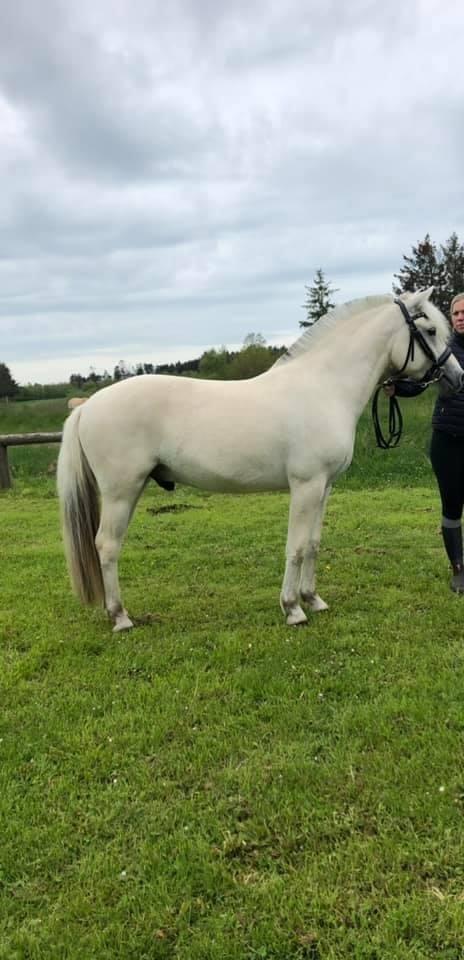 Fjordhest Søndermarkens Frey billede 4