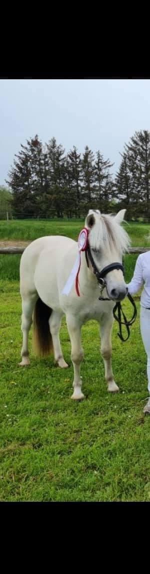 Fjordhest Søndermarkens Frey billede 7