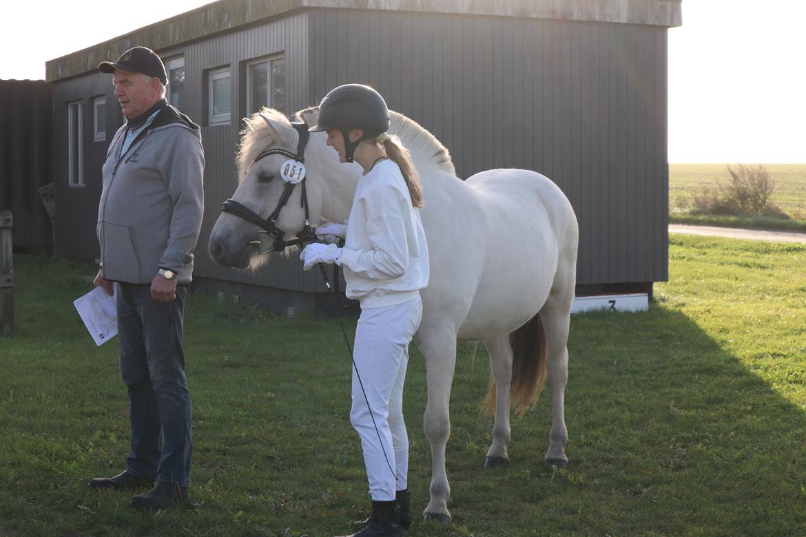 Fjordhest Søndermarkens Frey - Til mønstringskonkurrence, september 2021 billede 5