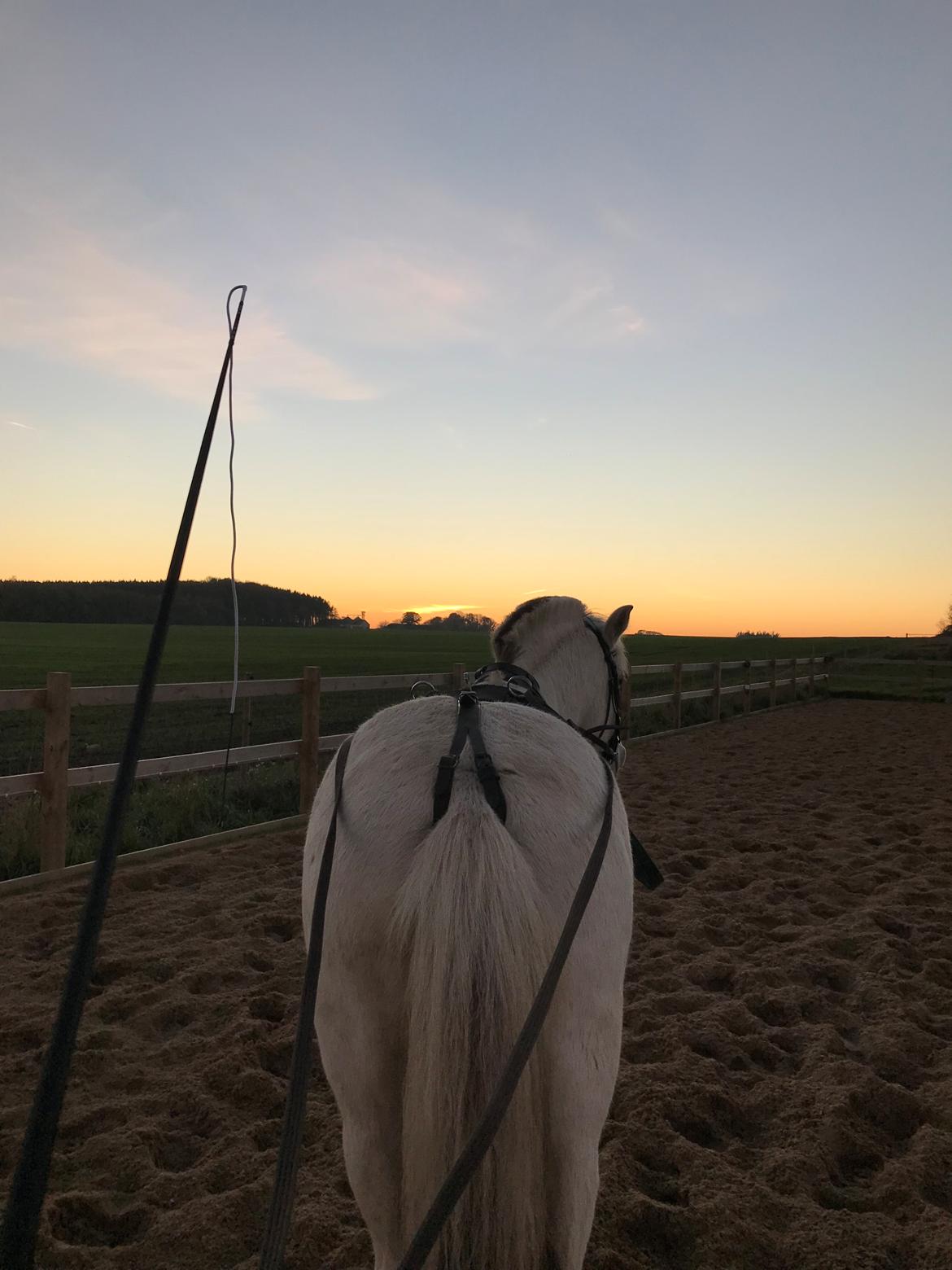 Fjordhest Søndermarkens Frey billede 6