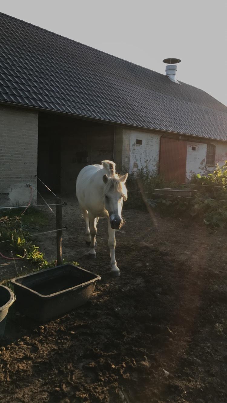 Fjordhest Søndermarkens Frey billede 9