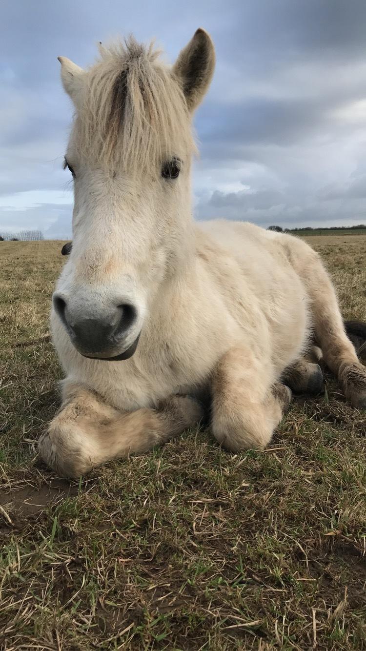 Fjordhest Søndermarkens Frey billede 11