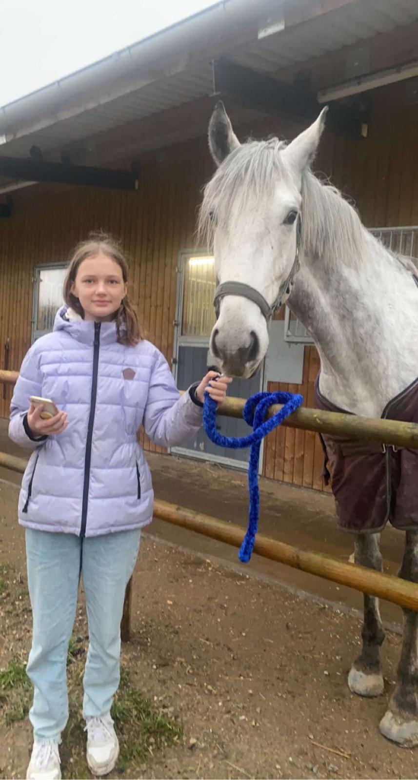 Irsk Sportshest Creagh Cash ( himmelhest d 25/11-24 R.I.P) billede 3