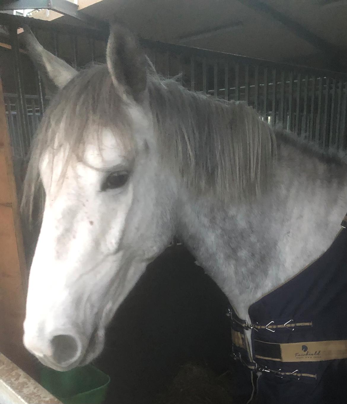 Irsk Sportshest Creagh Cash ( himmelhest d 25/11-24 R.I.P) billede 1
