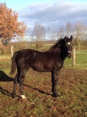 Oldenborg Siff billede 1