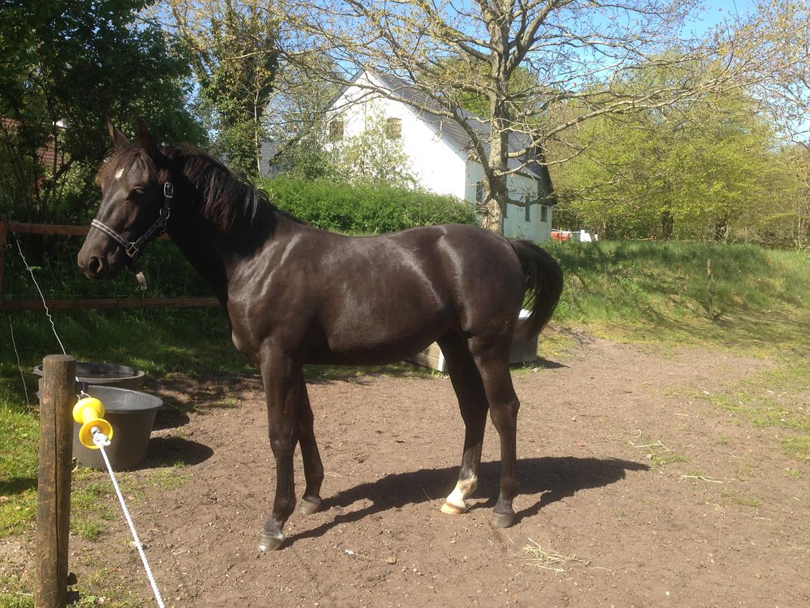 Oldenborg Siff billede 2