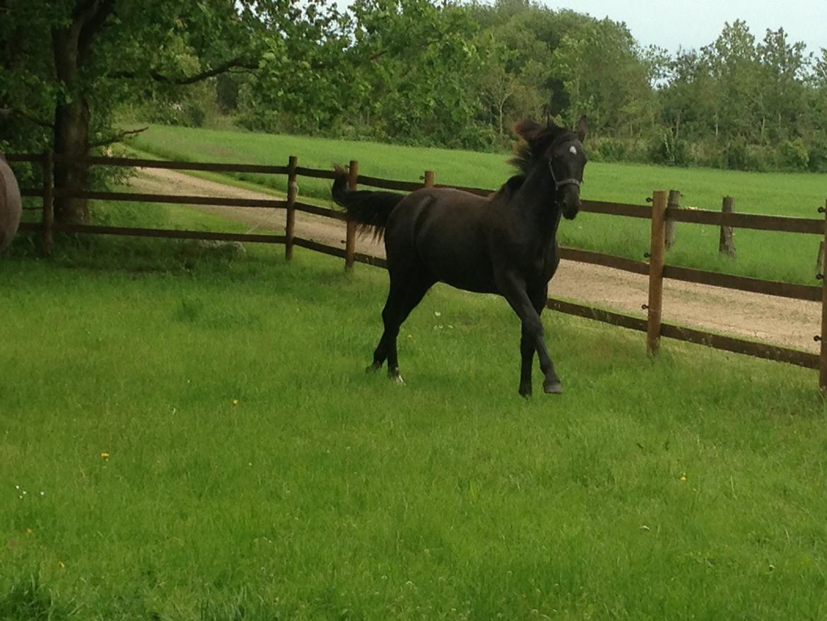 Oldenborg Siff billede 3