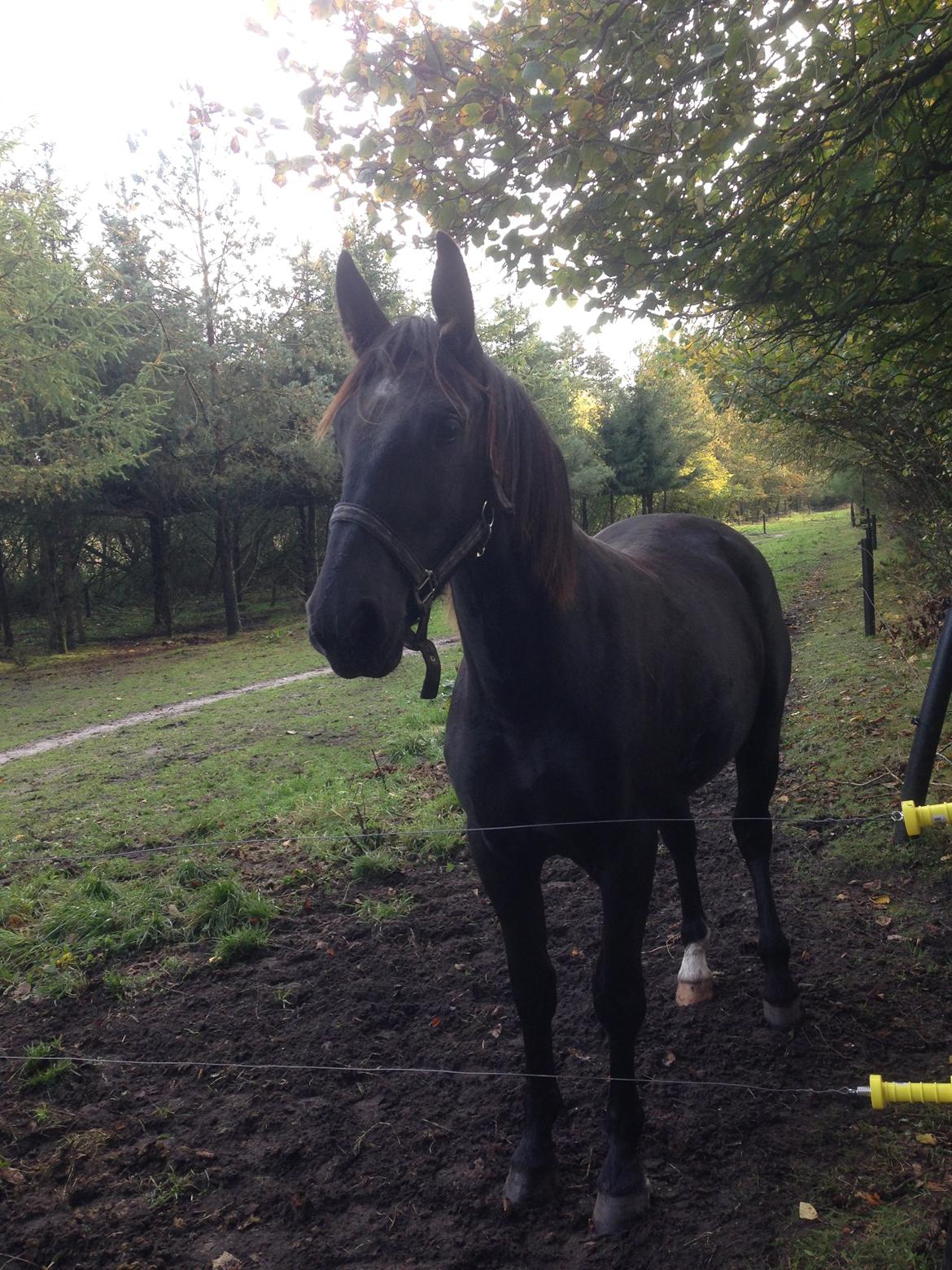 Oldenborg Siff billede 4