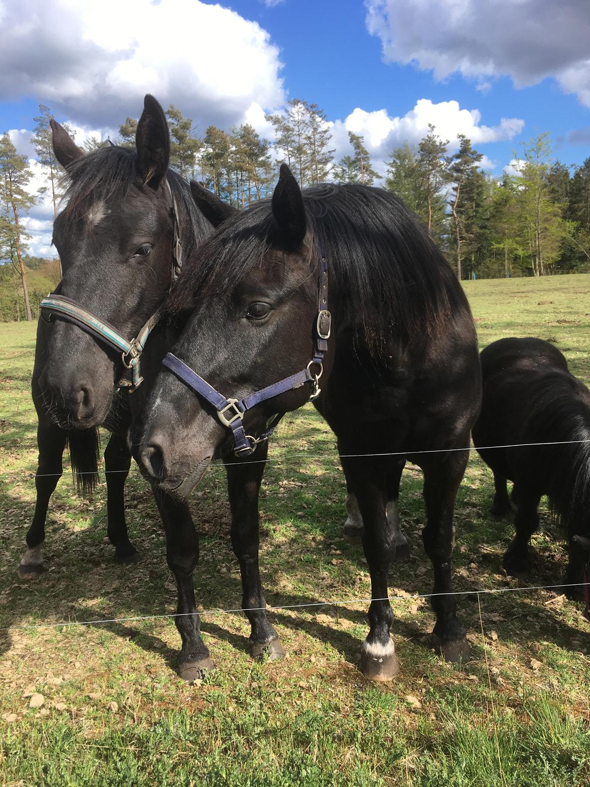 Oldenborg Siff billede 5