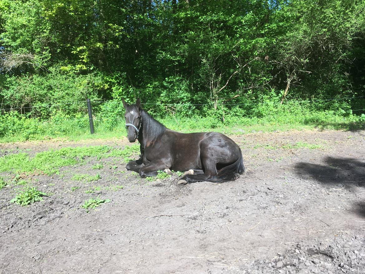 Oldenborg Siff billede 6