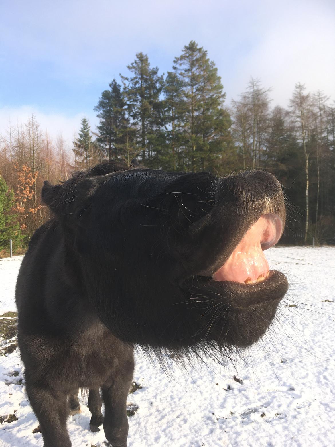 Oldenborg Siff billede 7