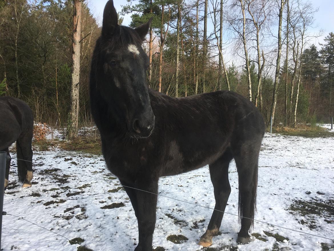 Oldenborg Siff billede 8