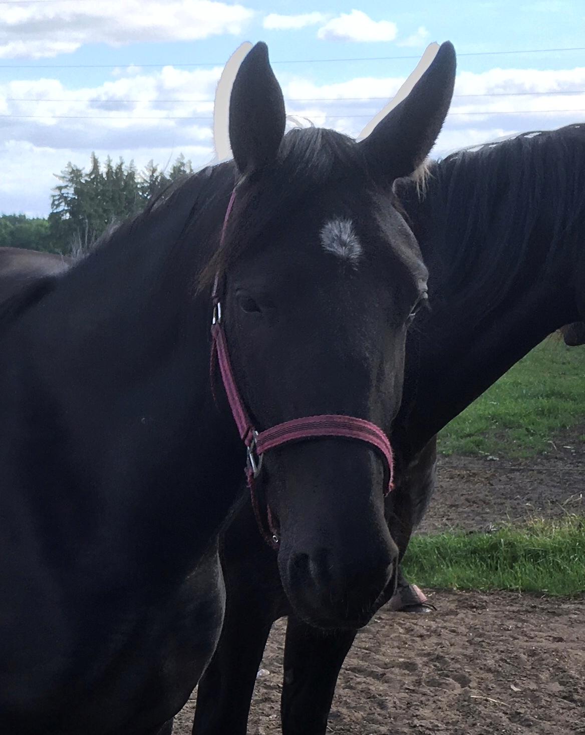 Oldenborg Siff billede 9