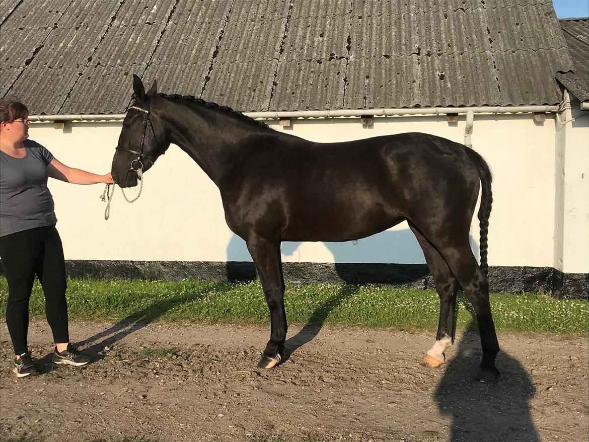 Oldenborg Siff billede 10