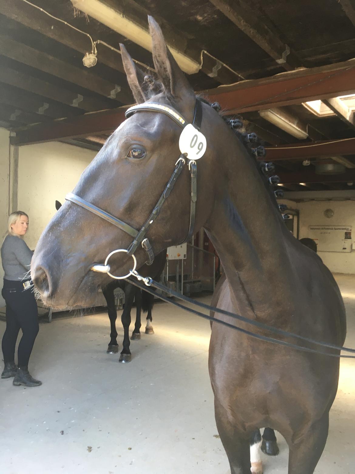 Oldenborg Siff billede 11