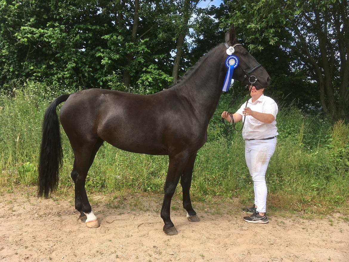 Oldenborg Siff billede 14