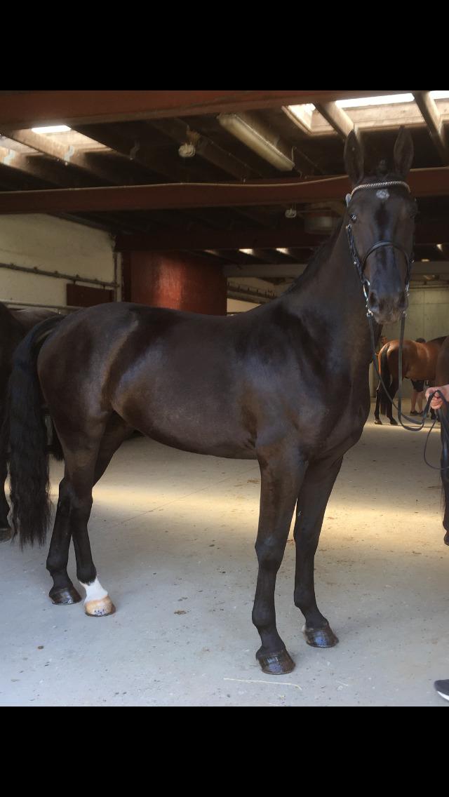 Oldenborg Siff billede 15