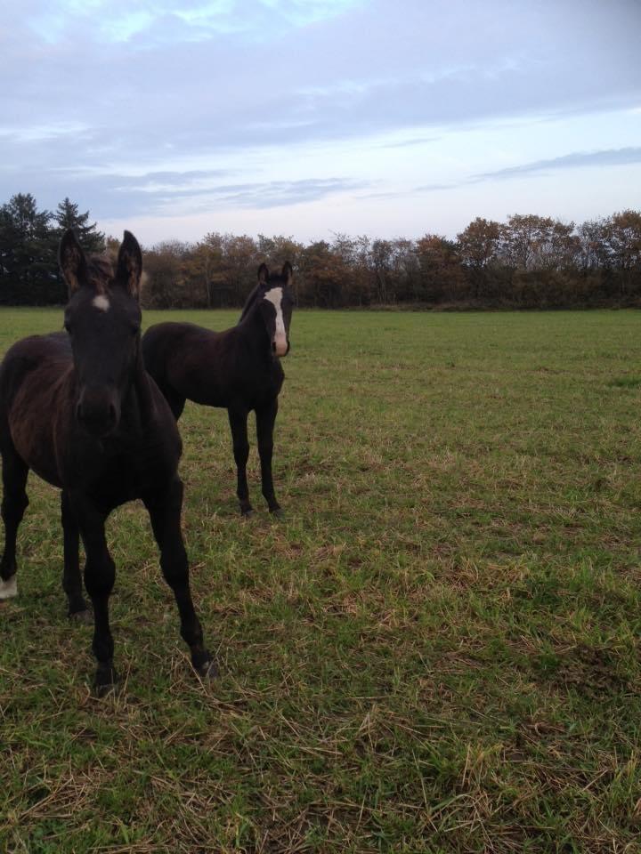 Oldenborg Siff billede 16