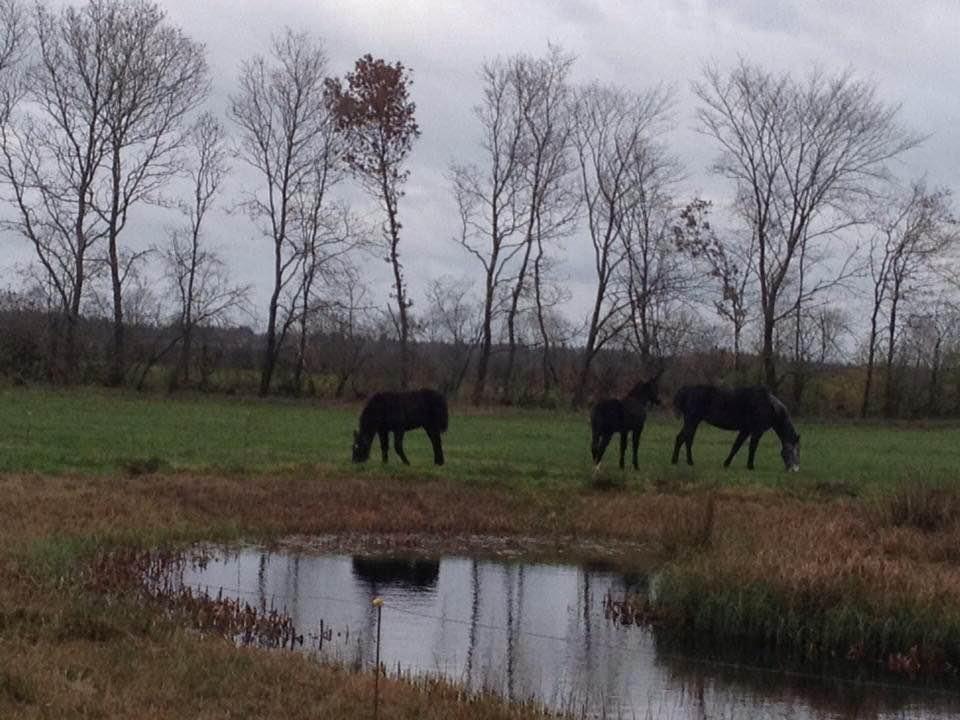 Oldenborg Siff billede 18