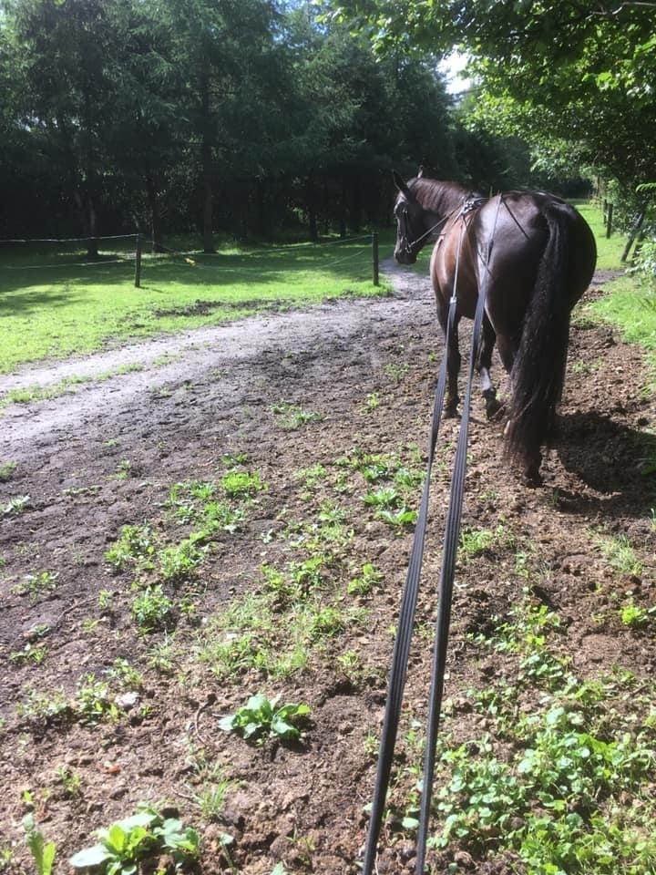 Oldenborg Siff billede 19