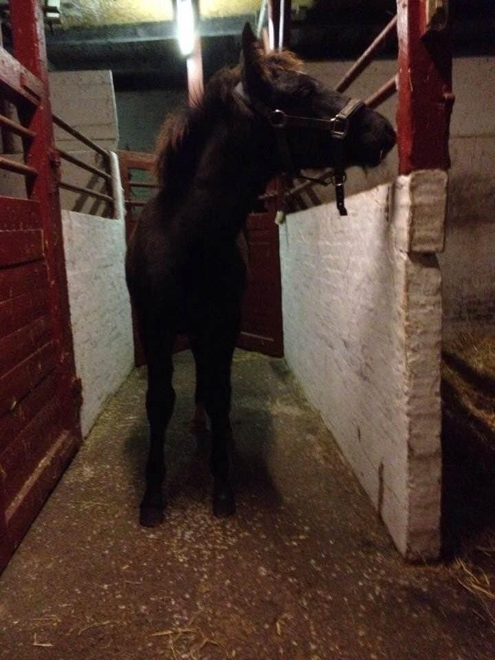 Oldenborg Siff billede 17