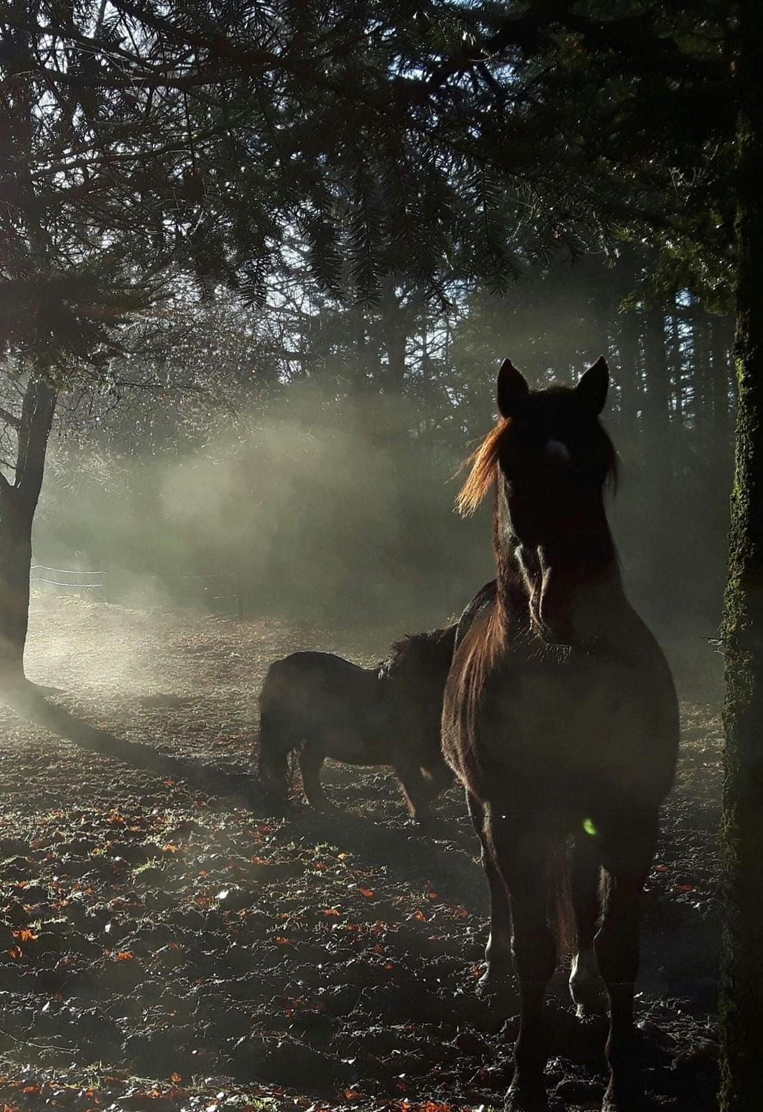 Oldenborg Pedro af Brorstrup billede 20