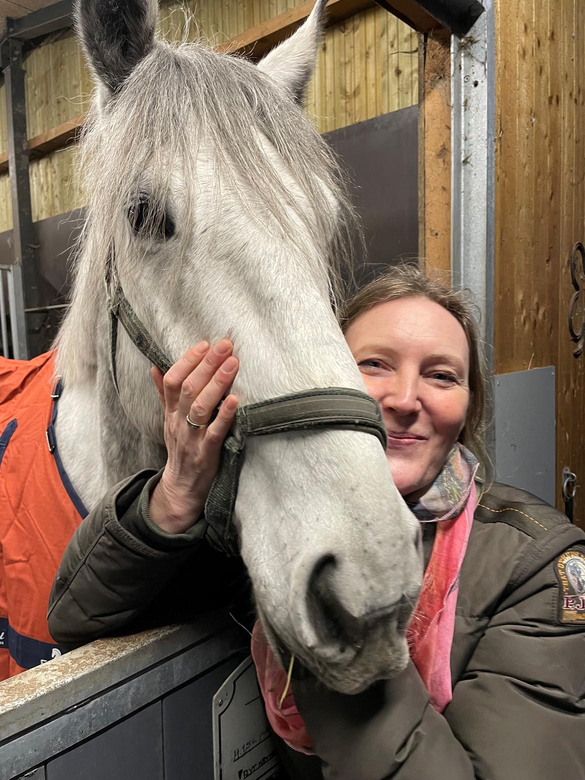Irsk Sportshest Creagh Cash ( himmelhest d 25/11-24 R.I.P) billede 6