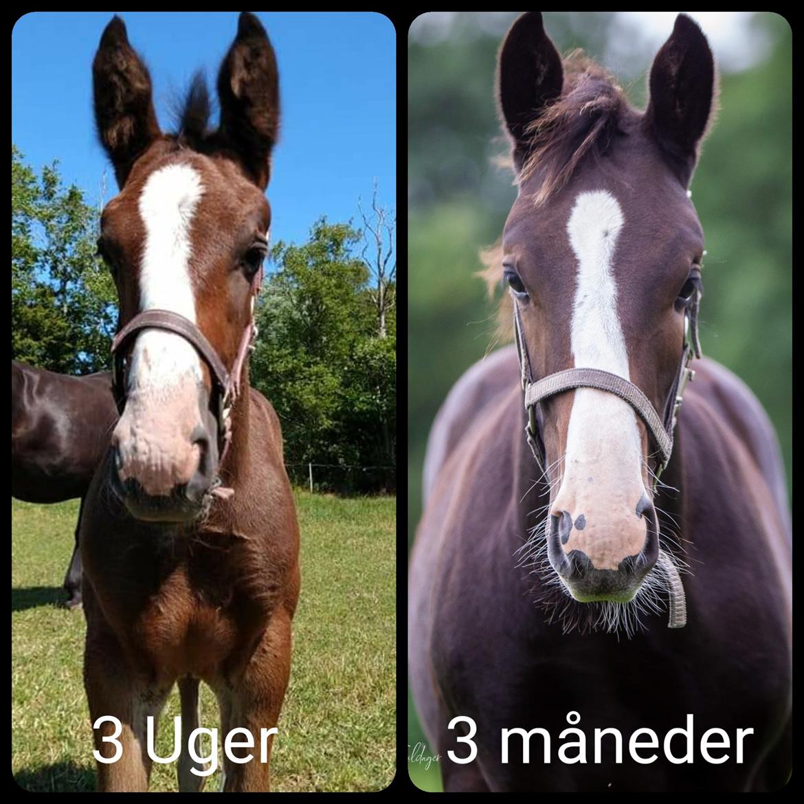 Oldenborg Valentino af Lammefjorden  billede 1