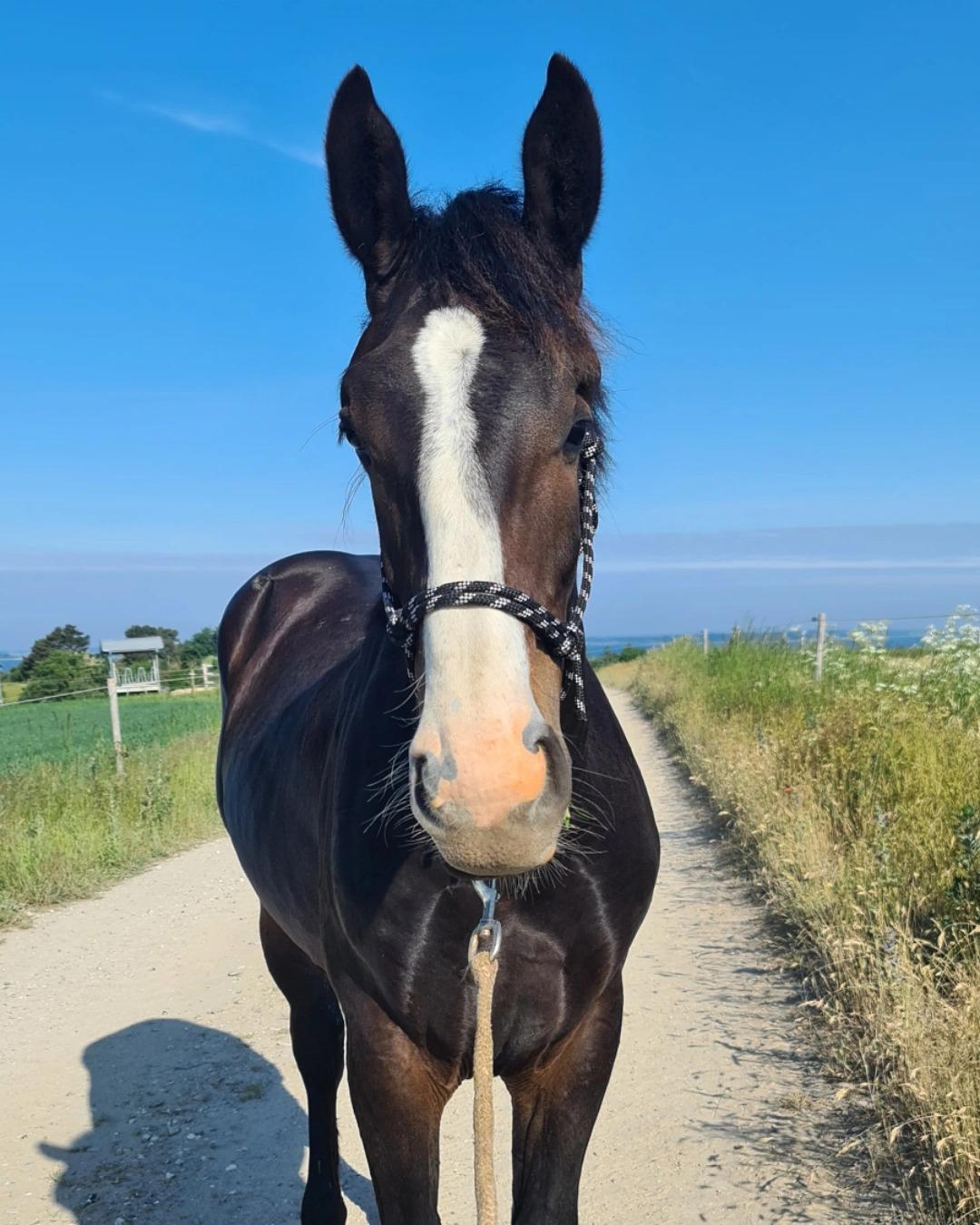 Oldenborg Valentino af Lammefjorden  billede 2