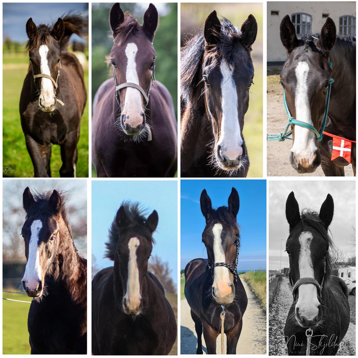 Oldenborg Valentino af Lammefjorden  billede 3