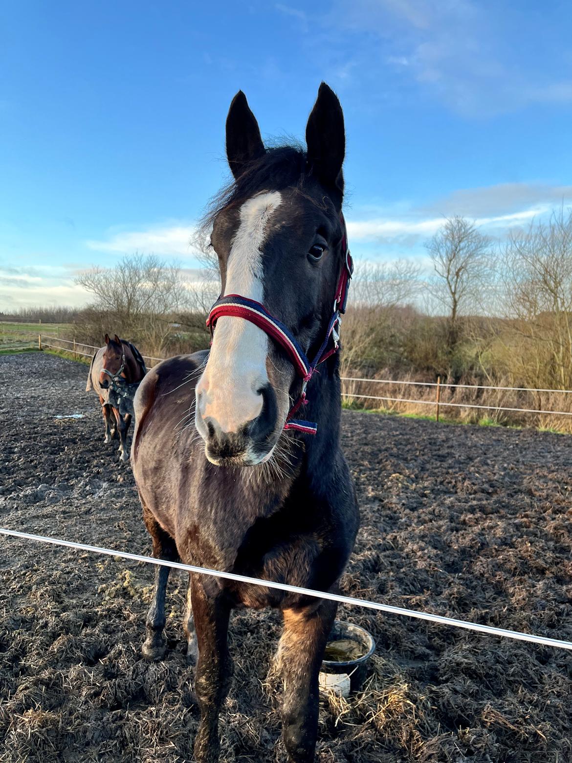 Oldenborg Valentino af Lammefjorden  billede 4