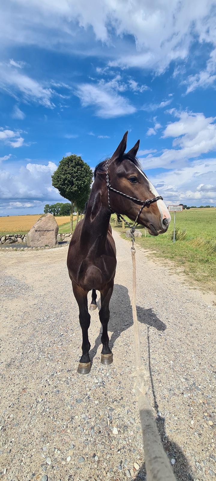 Oldenborg Valentino af Lammefjorden  billede 5