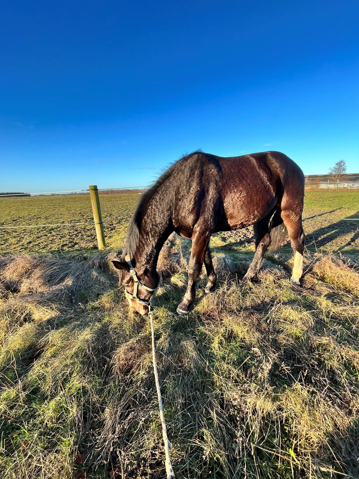 Oldenborg Valentino af Lammefjorden  billede 6