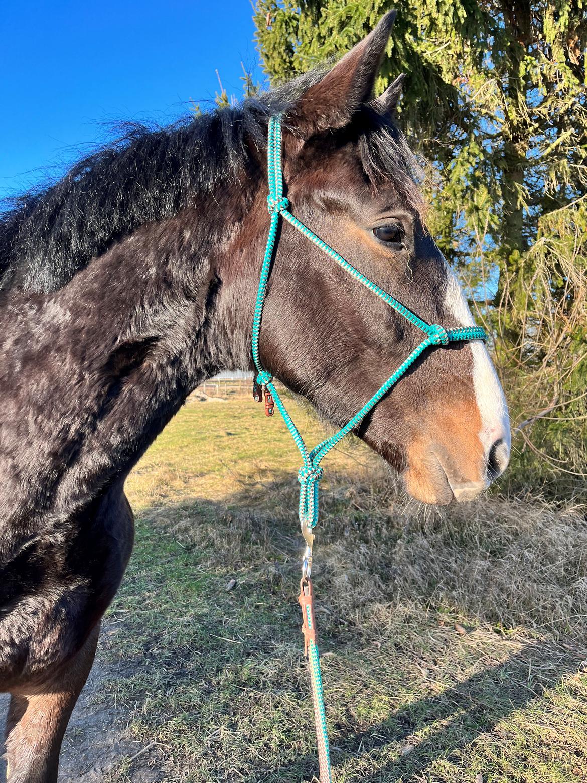 Oldenborg Valentino af Lammefjorden  billede 7