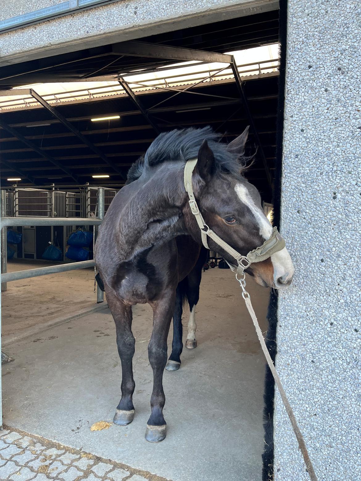 Oldenborg Valentino af Lammefjorden  billede 8