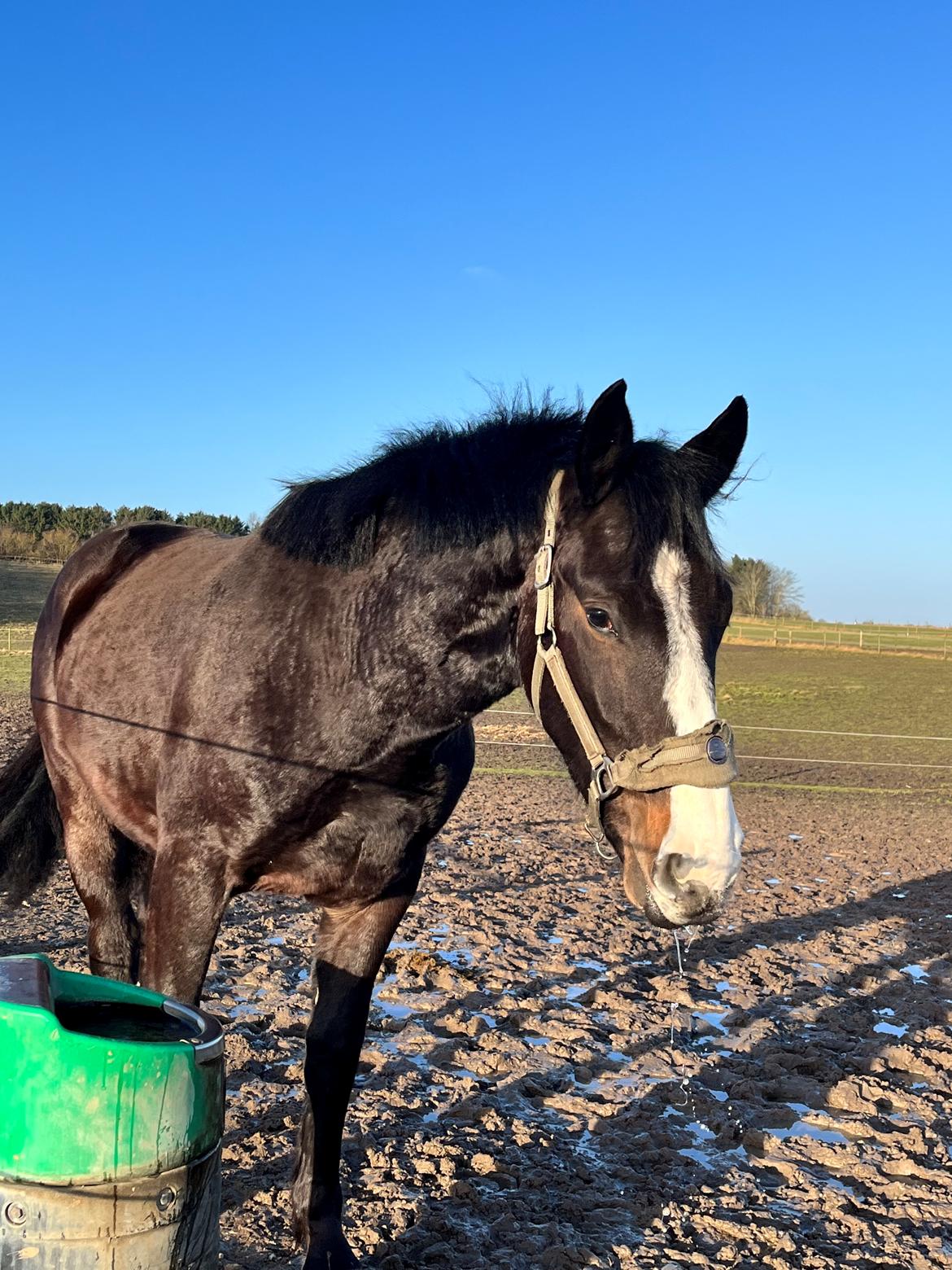Oldenborg Valentino af Lammefjorden  billede 9