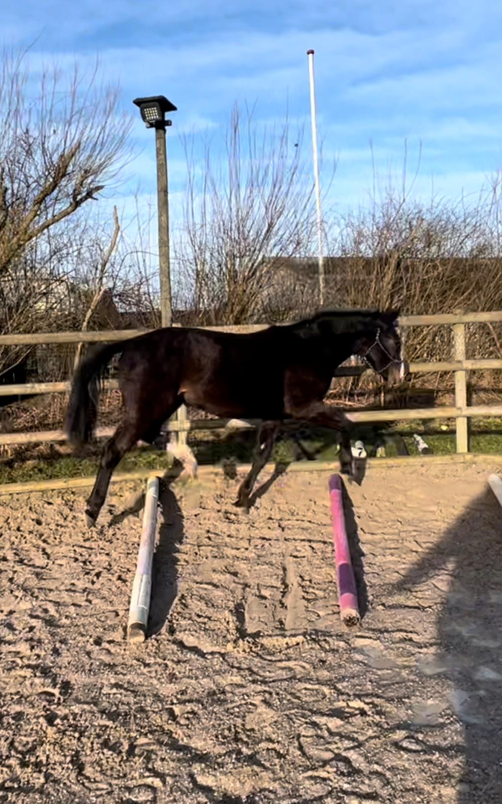 Oldenborg Valentino af Lammefjorden  billede 10