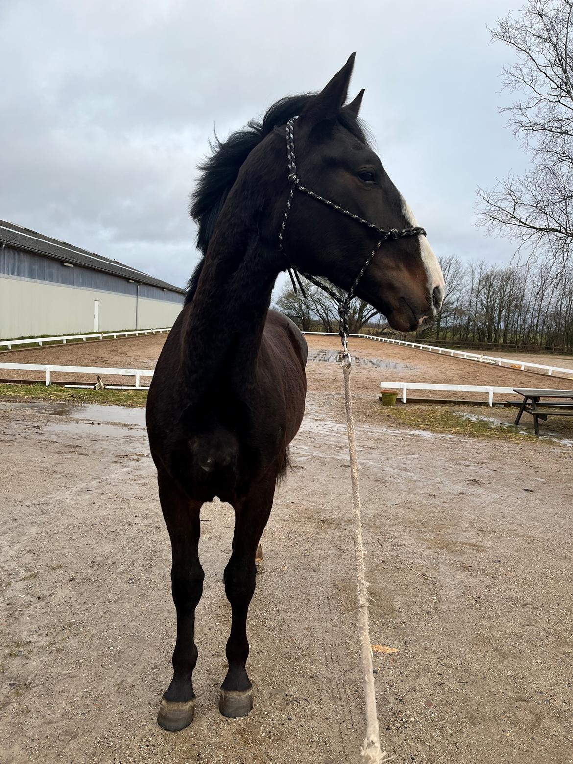 Oldenborg Valentino af Lammefjorden  billede 11