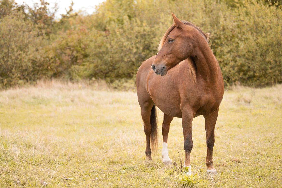 Anden særlig race McQueen  billede 1