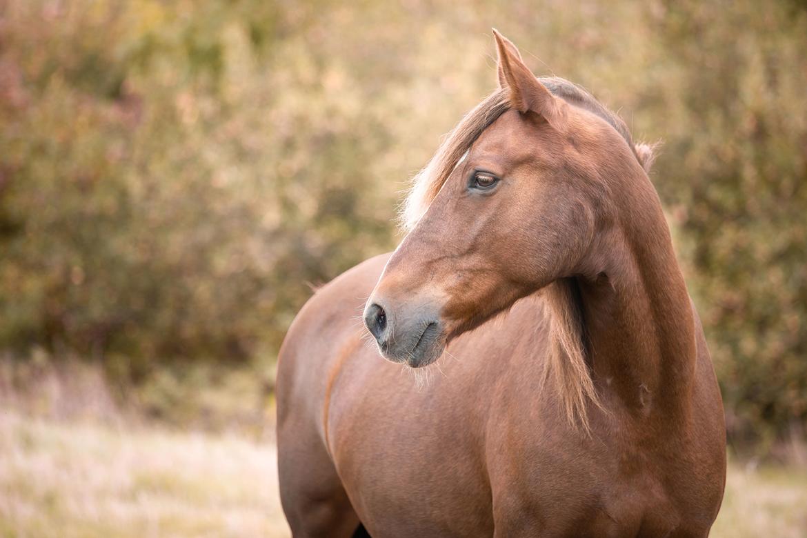 Anden særlig race McQueen  billede 2