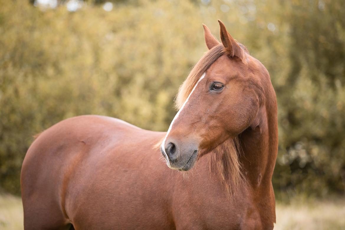 Anden særlig race McQueen  billede 3