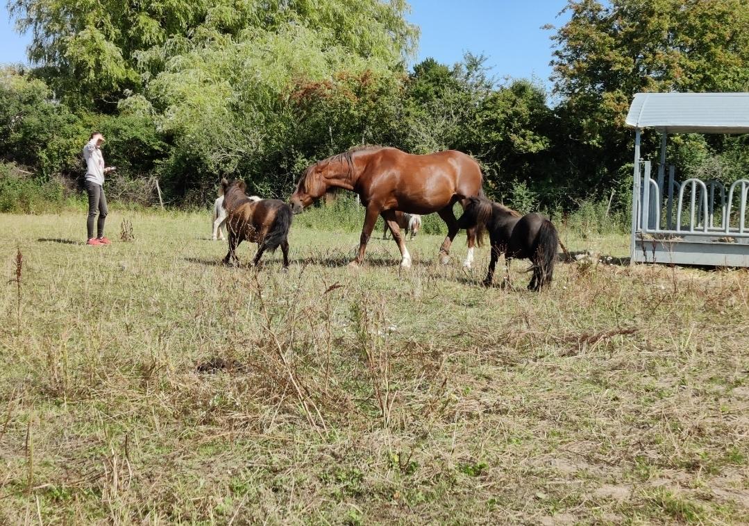 Anden særlig race McQueen  billede 6