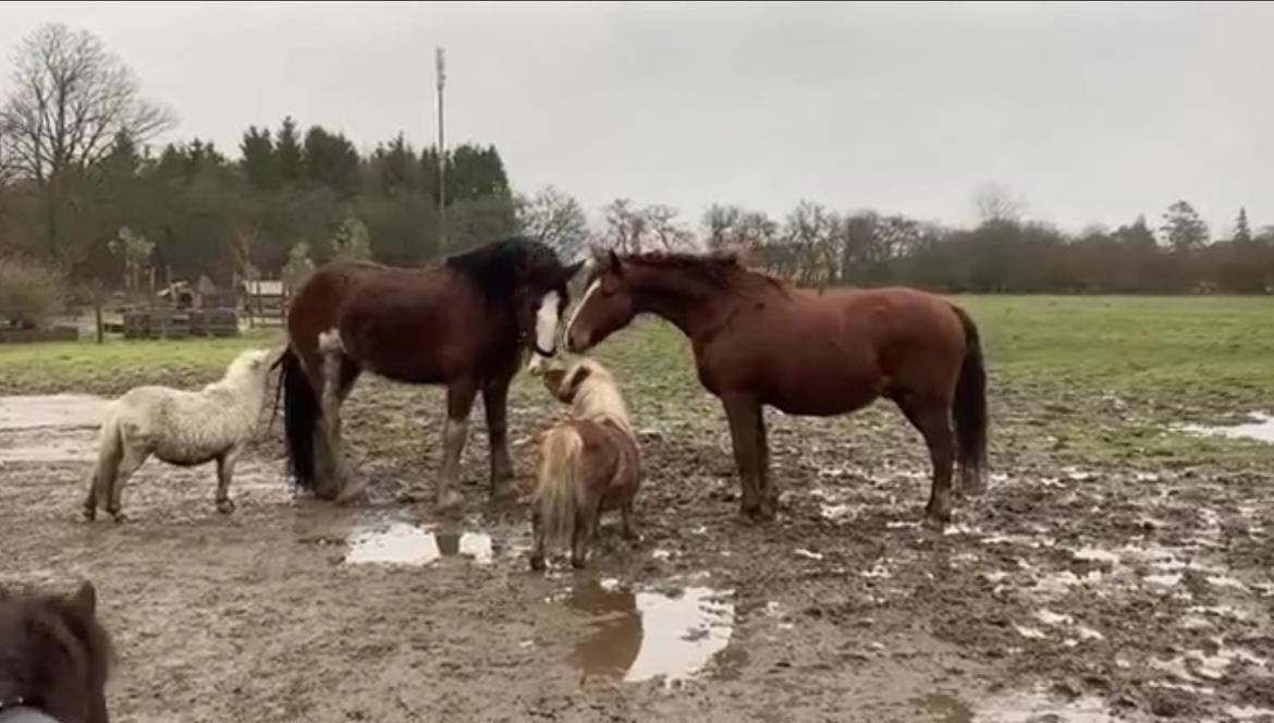 Anden særlig race McQueen  billede 7